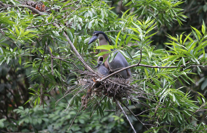 Fig. 14 Nido de Boat-billed Heron <i>Cochlearius cochlearius</i></i> (Ardeidae) con solamente un pichón 15 de Abril 2022. Agua Buena Sector El Hacha ACG; foto. Roster Moraga.