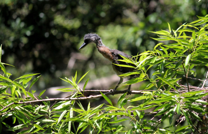 Fig. 15 Pichón de Boat-billed Heron <i>Cochlearius cochlearius</i></i> (Ardeidae) con aproximadamente 16 días de nacido. 25 de Abril 2022. Agua Buena Sector El Hacha ACG; foto. Roster Moraga.