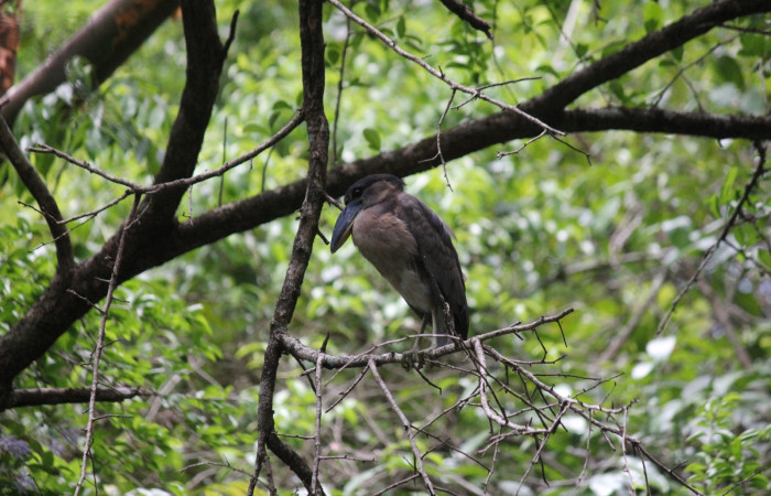 Fig. 16 Joven de Boat-billed Heron <i>Cochlearius cochlearius</i></i> (Ardeidae) 25 de Abril 2022. Agua Buena Sector El Hacha ACG; foto. Roster Moraga.