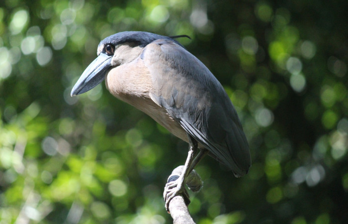 Fig. 1 Boat-billed Heron <i>Cochlearius cochlearius</i></i> (Ardeidae) perchado en una rama expuesta en dirección al río, 27 de enero 20221. Agua Buena Sector El Hacha ACG; Foto. Roster Moraga.
