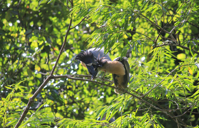Fig. 2 Boat-billed Heron <i>Cochlearius cochlearius</i></i> (Ardeidae) pareja de pico cucharas socializando en una rama expuesta en dirección al río, 27 de Enero 20221. Agua Buena Sector El Hacha ACG; Foto. Roster Moraga.