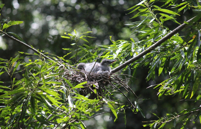 Fig. 3 Pichones de Boat-billed Heron <i>Cochlearius cochlearius</i></i> (Ardeidae); su nido es en una rama que cuelga en dirección al río, 05 de enero 2021. Agua Buena Sector El Hacha ACG; Foto. Roster Moraga.