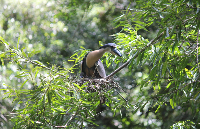 Fig. 4 Boat-billed Heron <i>Cochlearius cochlearius</i></i> (Ardeidae); atento a ruidos en el agua; 05 de enero 2021. Agua Buena Sector El Hacha ACG; Foto. Roster Moraga.