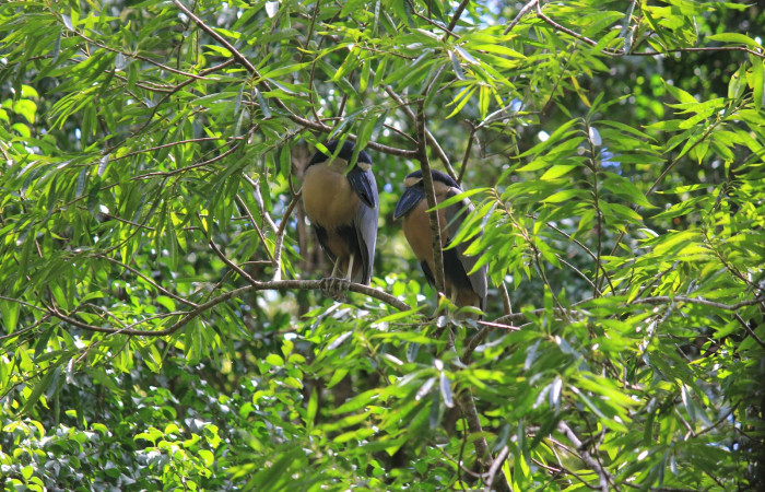 Fig. 6 Boat-billed Heron <i>Cochlearius cochlearius</i></i> (Ardeidae) perchados en una rama en dirección al río, 05 de enero 20221. Agua Buena Sector El Hacha ACG; Foto. Roster Moraga.
