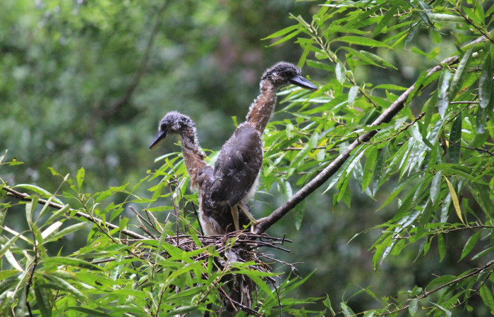 Fig. 7 Pichones de Boat-billed Heron <i>Cochlearius cochlearius</i></i> (Ardeidae); su nido es en una rama que cuelga en dirección al río, 20 de enero 2021. Agua Buena Sector El Hacha ACG. Foto; Roster Moraga.