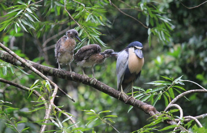 Fig. 8 Pichones de Boat-billed Heron <i>Cochlearius cochlearius</i></i> (Ardeidae); acompañando a uno de sus progenitores en una rama que cuelga en dirección al río, 20 de enero 2021. Agua Buena Sector El Hacha ACG; Foto. Roster Moraga.