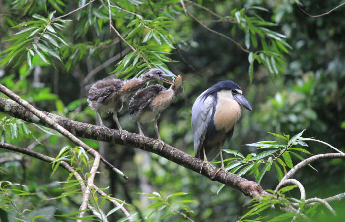 Fig. 9 Pichones de Boat-billed Heron <i>Cochlearius cochlearius</i></i> (Ardeidae); acompañando a uno de sus progenitores en una rama que cuelga en dirección al río, 20 de enero 2021. Agua Buena Sector El Hacha ACG; Foto. Roster Moraga.