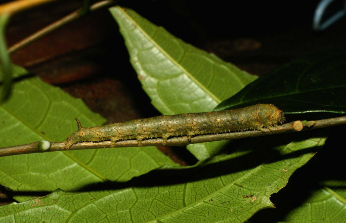 Fig.10. Larva de <i>Quentalia chromana</i></i>. En posición lateral de 39mm de longitud. Voucher : 00-SRNP-23655-DHJ56645.jpg.
