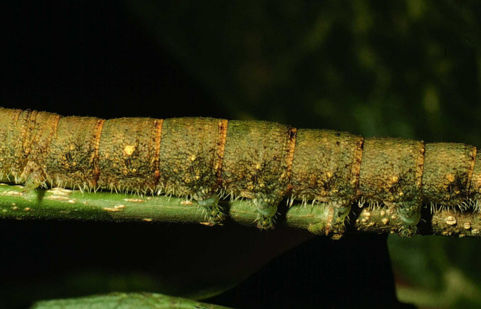 Fig.11. Larva de <i>Quentalia chromana</i></i>. En posición dorsal de 43mm de longitud. Voucher : 01-SRNP-700-DHJ57386.jpg.