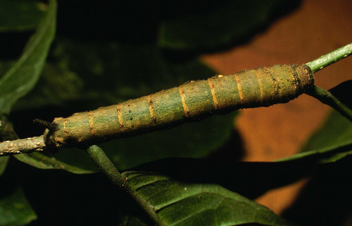 Fig.12. Larva de Larva de <i>Quentalia chromana</i></i>. En posición dorsal de 43mm de longitud. Voucher : 01-SRNP-700-DHJ57387.jpg.