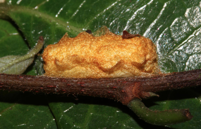 Fig.13.Mostrando capullo de <i>Quentalia chromana</i></i>. En posición lateral de 13mm de longitud. Voucher : 17-SRNP-32109-DHJ740187.jpg.