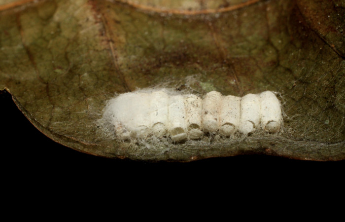 Fig.14. Mostrando capullos de parásitos de la familia Braconidae, parásitos de <i>Quentalia chromana</i></i>. Voucher : 09-SRNP-1532-DHJ476111.jpg.