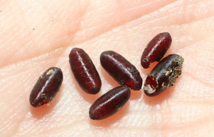 Fig.15. Mostrando mudas de la familia Tachinidae,  que parásito una larva de <i>Quentalia chromana</i></i>. Voucher: 08-SRNP-37257-DHJ462522.jpg.