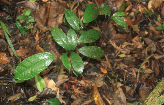 Fig.16. Planta juvenil de <i>Sorocea affinis</i></i> (Moraceae), planta hospedera de <i>Quentalia chromana</i></i>.