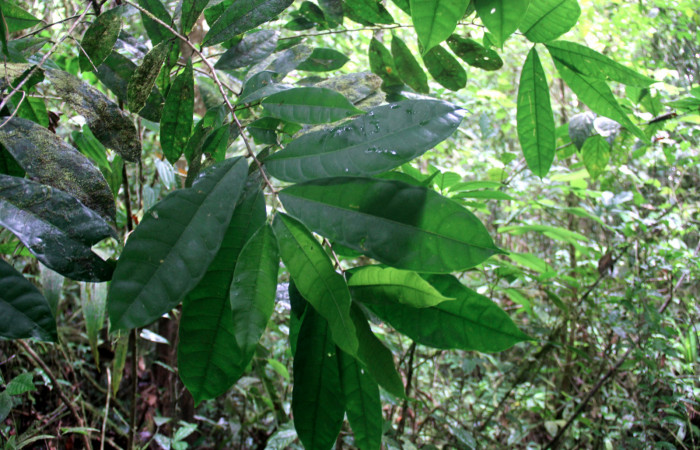 Fig.17. Mostrando hojas de <i>Sorocea affinis</i></i>  (Moraceae), planta hospedera de <i>Quentalia chromana</i></i>. 