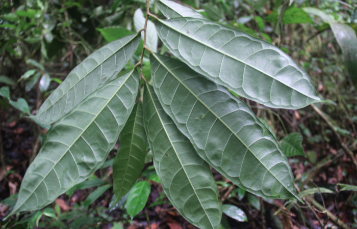 Fig.18. Mostrando envés de hojas de <i>Sorocea affinis</i></i>  (Moraceae), planta hospedera de <i>Quentalia chromana</i></i>.
