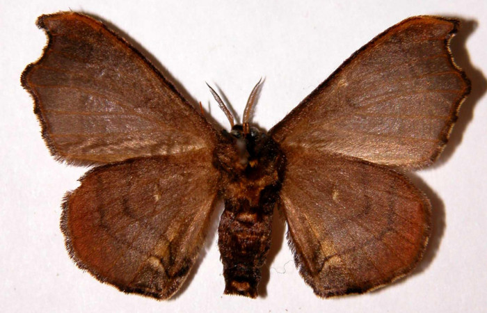 Fig.2. Adulto de <i>Quentalia chromana</i></i>. En posición ventral de 36mm de longitud. Voucher : 99-SRNP-570-DHJ33973.jpg.