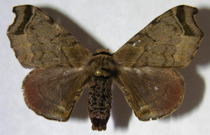 Fig.3. Adulto de <i>Quentalia</i></i> chromanaDHJ01. En posición dorsal de 41mm de longitud. Voucher : 06-SRNP-22465-DHJ360138.jpg.  DHJ01.