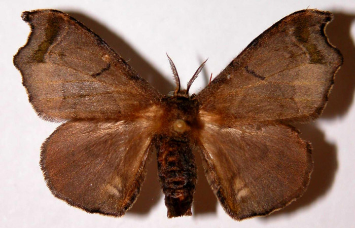 Fig.4. Adulto de <i>Quentalia</i></i> chromanaDHJ02. En posición dorsal de 37mm de longitud. Voucher : 02-SRNP-29509-DHJ330350.jpg.