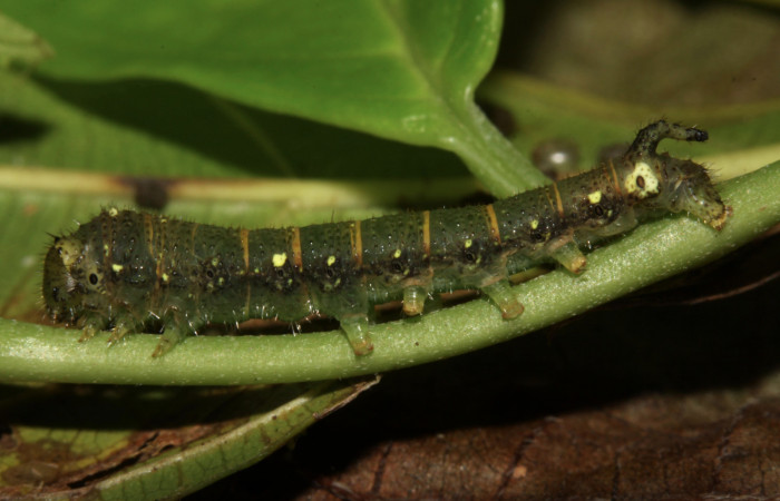 Fig.5 .Larva de <i>Quentalia chromana</i></i>. En posición lateral de 18mm de longitud. Voucher : 13-SRNP-31586-DHJ701876.jpg.