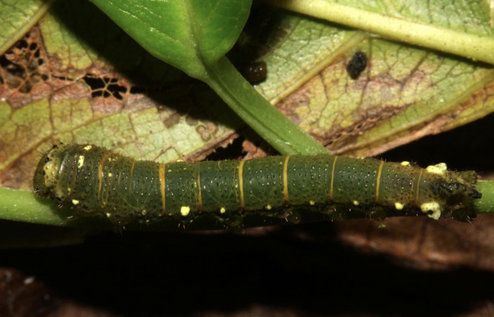 Fig.6. Larva de <i>Quentalia chromana</i></i>. En posición dorsal de 18mm de longitud Voucher : 13-SRNP-31586-DHJ701877.jpg.
