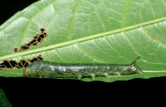 Fig.7. Larva de <i>Quentalia</i></i> chromanaDHJ01. En posición lateral de 28mm de longitud. Voucher : 08-SRNP-32104-DHJ445650.jpg.