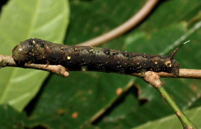 Fig.8. Larva de <i>Quentalia</i></i> chromanaDHJ01. En posición lateral de 31mm de longitud. Voucher : 11-SRNP-35730-DHJ489873.jpg.