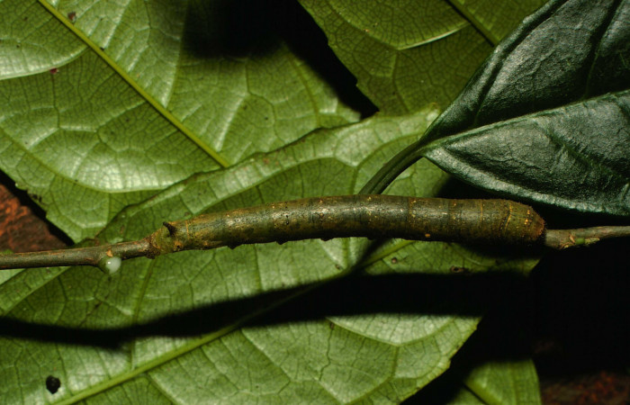 Fig.9. Larva de Larva de <i>Quentalia chromana</i></i>. En posición dorsal de 39mm de longitud. Voucher : 00-SRNP-23655-DHJ56646.jpg.