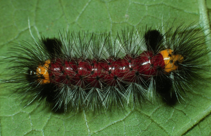 Figura 1. Larva <i>Cosmosoma zurcheri</i></i> (Erebidae), el dorso es color rojo con pelos blancos y negros, en la parte del cuello y atras es color amarillo, posición dorsal, mide 25 mm aproximadamente. Planta hospedera <i>Mikania guaco</i></i>, (Asteraceae). Voucher: 03-SRNP-11867-DHJ75915.jpg.