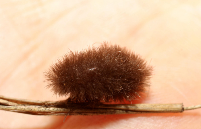 Figura 10. Puparios de Tachinidae eclosionado en <i>Cosmosoma zurcheri</i></i> (Erebidae), color café. Voucher: 13-SRNP-41253-DHJ499122.jpg.