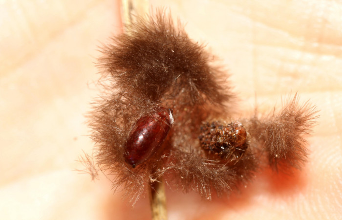 Figura 11. Puparios de Tachinidae eclosionado en <i>Cosmosoma zurcheri</i></i> (Erebidae), color café. Voucher: 13-SRNP-41253-DHJ499123.jpg.