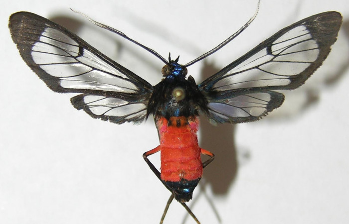 Figura 12. Adulto hembra <i>Cosmosoma zurcheri</i></i> (Erebidae), posición dorsal,mide 36mm. Voucher: 08-SRNP-40555-DHJ504982.