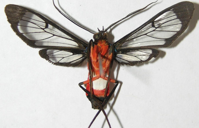 Figura 13. Adulto hembra <i>Cosmosoma zurcheri</i></i> (Erebidae), posición ventral. mide 36mm. Voucher: 08-SRNP-40555-DHJ504983.