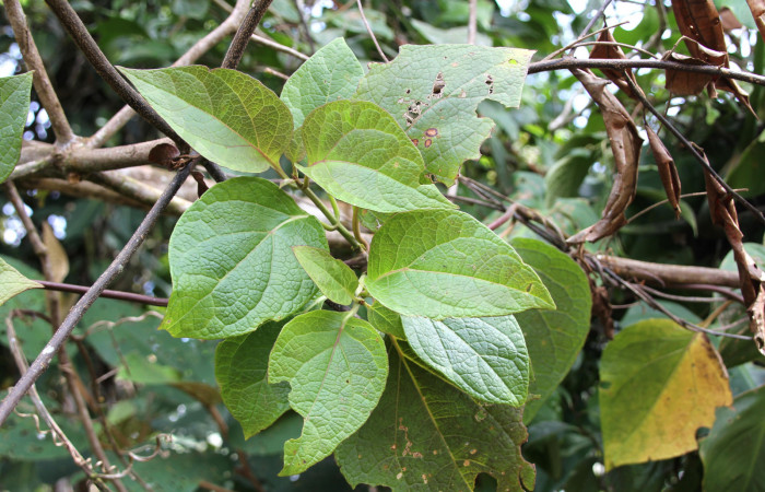 Figura 14. Planta hospedera, bejuco parte enfocada has <i>Mikania guaco</i></i> (Asteraceae), donde se alimenta la larva <i>Cosmosoma zurcheri</i></i> (Erebidae). Foto tomada por Jose Pérez, Estacion biológica Caribe, 11 mayo 2022.