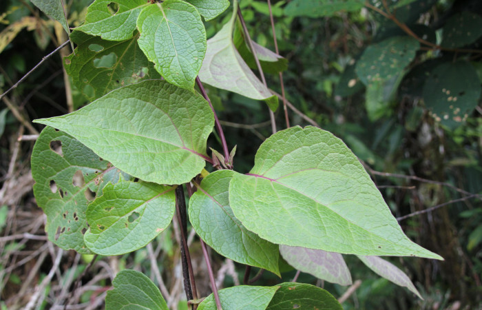Figura 15. Planta hospedera, bejuco parte enfocada has <i>Mikania guaco</i></i> (Asteraceae), bejuco donde se alimenta la larva <i>Cosmosoma zurcheri</i></i> (Erebidae). Foto tomada por Jose Pérez, Estacion biológica Caribe, 11 mayo 2022.