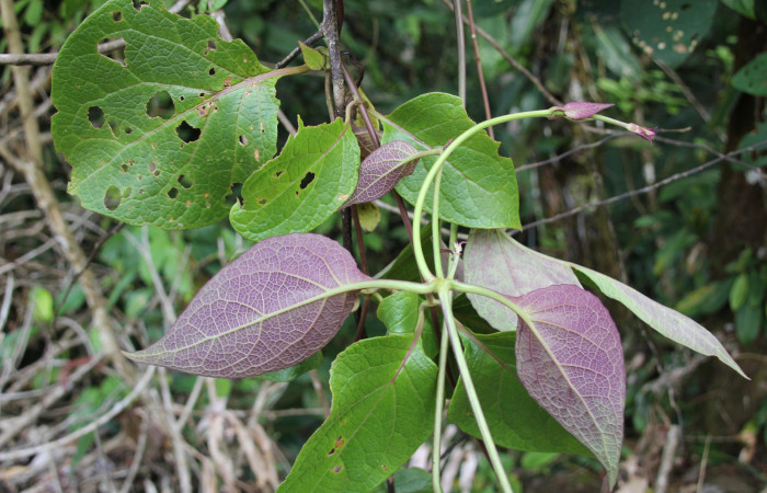 Figura 16. Planta hospedera, bejuco parte enfocada envés <i>Mikania guaco</i></i> (Asteraceae), bejuco donde se alimenta la larva <i>Cosmosoma zurcheri</i></i> (Erebidae). Foto tomada por Jose Pérez, Estacion biológica Caribe, 11 mayo 2022.