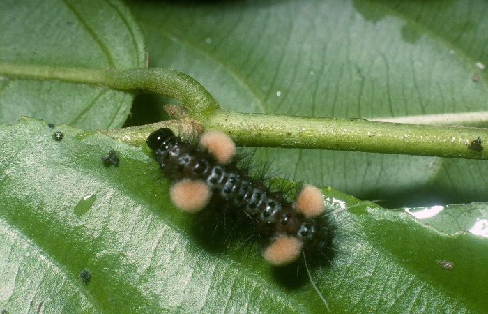 Figura 17. Larva <i>Cosmosoma hercyna</i></i> (Erebidae), piel color negro, pelos negros en todo el cuerpo, cuatro mechones cremas en laterales, cabeza negra mide 15 mm aproximadamente. Planta hospedera <i>Lozania pittieri</i></i> (Lacistemataceae).Voucher: 04-SRNP-42629-DHJ87229.jpg.