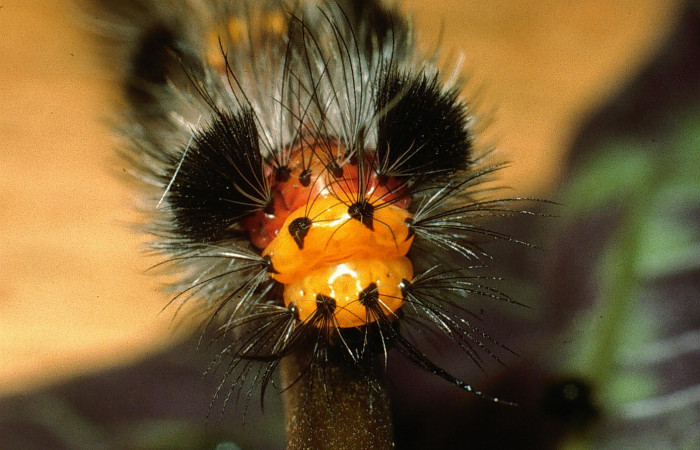 Figura 2. Larva <i>Cosmosoma zurcheri</i></i> (Erebidae), el dorso es color rojo con pelos blancos y negros, en la parte de atrás y el cuello es amarillo, posición frontal cabeza, mide 25 aproximadamente. Planta hospedera <i>Mikania guaco</i></i>, (Asteraceae). Voucher: 03-SRNP-11869-DHJ75926.jpg.
