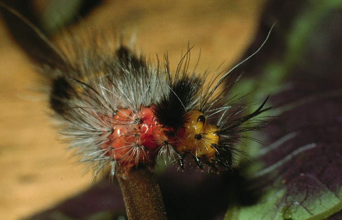 Figura 2. Larva <i>Cosmosoma zurcheri</i></i> (Erebidae), el dorso es color rojo con pelos blancos y negros, en la parte de atrás y el cuello es amarillo, posición frontal cabeza, mide 25 aproximadamente. Planta hospedera <i>Mikania guaco</i></i>, (Asteraceae). Voucher: 03-SRNP-11869-DHJ75926.jpg.