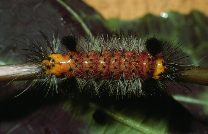 Figura 4. Larva <i>Cosmosoma zurcheri</i></i> (Erebidae), el dorso es color rojo con pelos blancos y negros, en la parte de atrás y el cuello es amarillo, posición dorsal, mide 25 mm aproximadamente. Planta hospedera <i>Mikania guaco</i></i>, (Asteraceae). Voucher: 03-SRNP-11869-DHJ75928.jpg.