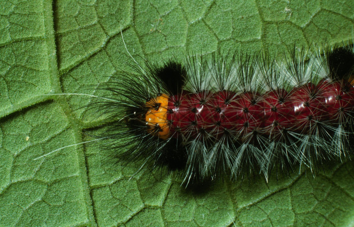 Figura 5. Larva <i>Cosmosoma zurcheri</i></i> (Erebidae), el dorso es color rojo con pelos blancos y negros, en la parte de atrás y el cuello es amarillo, posición lateral atras mide 25 mm aproximadamente. Planta hospedera <i>Mikania guaco</i></i>, (Asteraceae). Voucher: 03-SRNP-11867-DHJ75922.jpg.