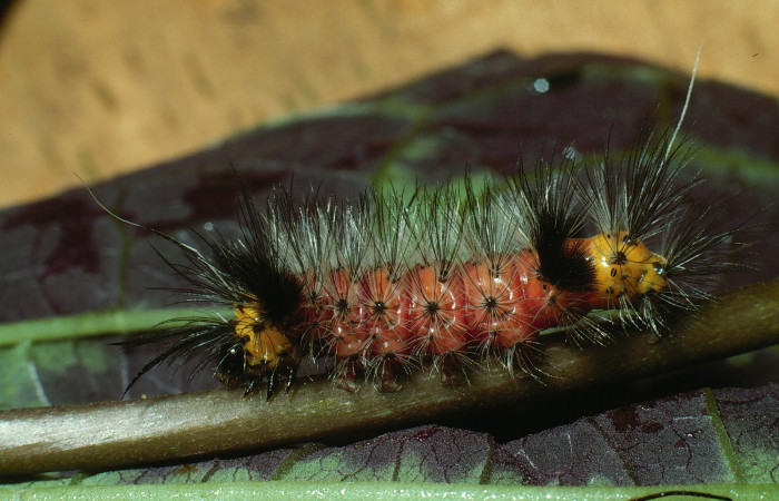 Figura 6. Larva <i>Cosmosoma zurcheri</i></i> (Erebidae), el dorso es color rojo con pelos blancos y negros, en la parte de atrás y el cuello es amarillo, posición lateral, mide 25 mm aproximadamente. Planta hospedera <i>Mikania guaco</i></i>, (Asteraceae). Voucher: 03-SRNP-11869-DHJ75935.jpg.