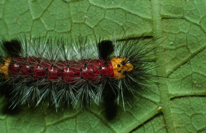 Figura 7. Larva <i>Cosmosoma zurcheri</i></i> (Erebidae), el dorso es color rojo con pelos blancos y negros, en la parte de atrás y el cuello es amarillo, posición dorsal, mide 45 mm aproximadamente. Planta hospedera <i>Mikania guaco</i></i>, (Asteraceae). Voucher: 03-SRNP-11867-DHJ75923.jpg.