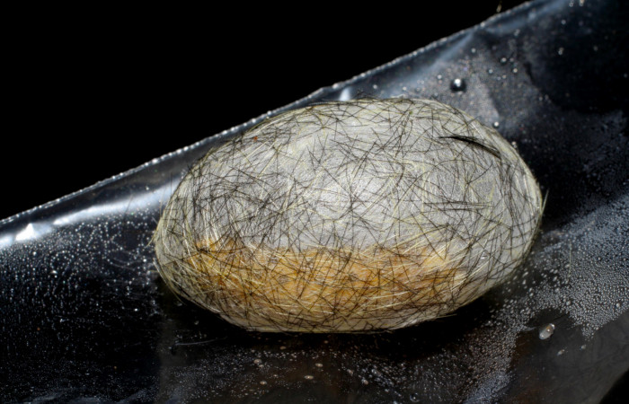 Figura 8. Capullo <i>Cosmosoma zurcheri</i></i> (Erebidae), es color blanco envuelto en una seda y pelos, mide 25 mm aproximadamente. Voucher: 06-SRNP-41055-DHJ414285.jpg.