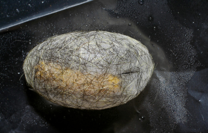 Figura 9. Capullo <i>Cosmosoma zurcheri</i></i> (Erebidae), es color blanco envuelto en una seda y pelos, mide 25 mm aproximadamente Voucher: 06-SRNP-41055-DHJ414286.jpg.