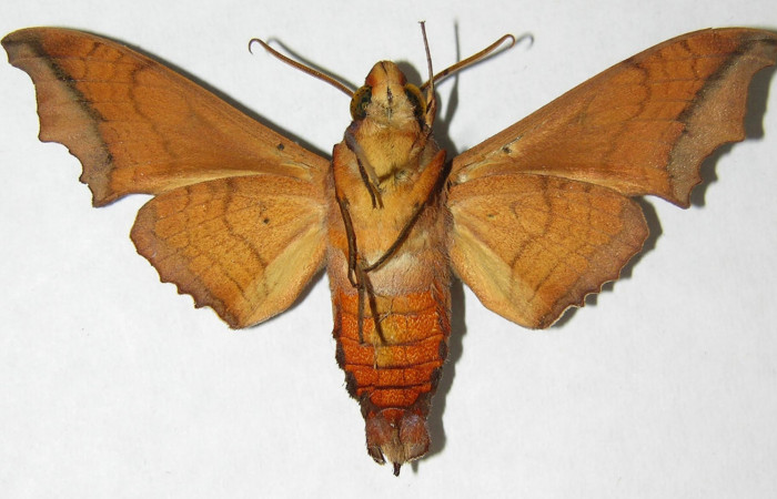 Fig.02. Adulto <i>Nyceryx stuarti</i></i> (Sphingidae), macho en vista ventral, 60mm de longitud. Voucher: 06-SRNP-32218-DHJ347521.jpg.