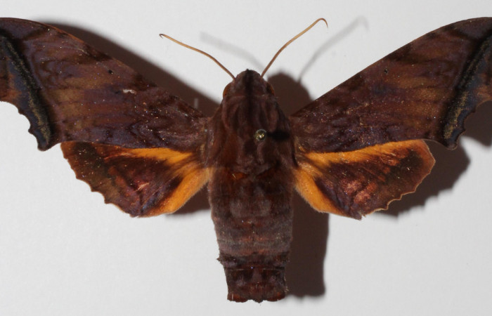 Fig.03. Adulto <i>Nyceryx stuarti</i></i> (Sphingidae), hembra en vista dorsal, 55mm de longitud. Voucher: 14-SRNP-46454-DHJ903876.jpg.