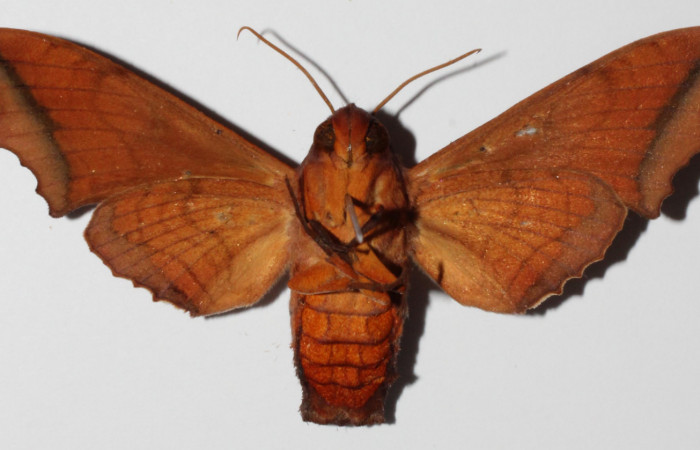 Fig.04. Adulto <i>Nyceryx stuarti</i></i> (Sphingidae), hembra en vista ventral, 55mm de longitud. Voucher: 14-SRNP-46454-DHJ903877.jpg.