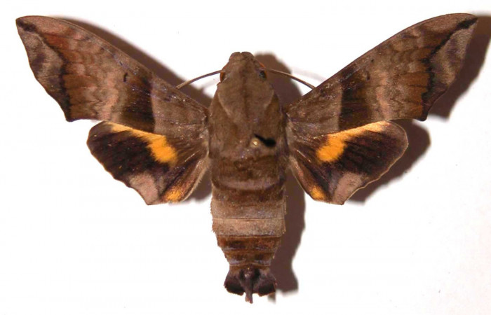 Fig.05. Adulto <i>Perigonia lusca</i></i> (Sphingidae), hembra en vista dorsal, 59mm de longitud. Voucher: 98-SRNP-9324-DHJ35862.jpg.