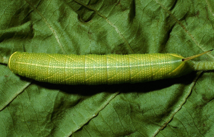 Fig.06. Larva <i>Perigonia lusca</i></i> (Sphingidae), penúltimo estadío, vista dorsal, 31mm de longitud. Voucher: 03-SRNP-2917-DHJ71900.jpg.
